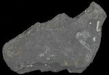 Fossil Graptolite (Didymograptus) Cluster - Great Britain #66627-1